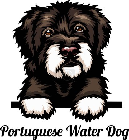 Illustration for Portuguese Water Dog - Color Peeking Dogs - breed face head isolated on white - vector stock - Royalty Free Image