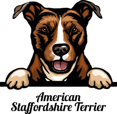 Foto de American Staffordshire Terrier - Color Peeking Dogs - raza cara cabeza aislada en blanco - vector de stock - Imagen libre de derechos