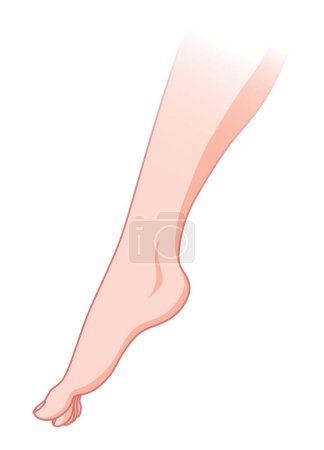 Illustration for Normal skin without Varicose veins. Healthy skin vessel. Vascular disease diagnostic and treatment. Vector flat style cartoon illustration isolated on white background. - Royalty Free Image