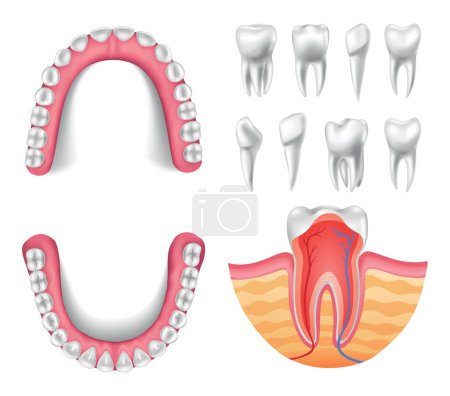 Illustration for Tooth anatomy, cross section, jaw sweep anatomical chart. Medical banner or poster illustration. Realistic white tooth mockup. Vector dental symbol. Healthy white tooth. - Royalty Free Image