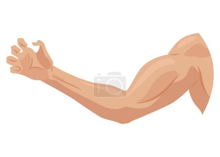 Ilustración de Conjunto de iconos de músculos bíceps masculinos. Brazo deportivo con bíceps fuertes. Símbolo vectorial de poder saludable. Cuerpo atlético con músculos tensos mano aislada sobre fondo blanco. - Imagen libre de derechos