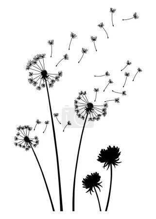 Illustration for Dandelion wind blow background. Black silhouette with flying dandelion buds on white. Abstract flying blow dandelion seeds. Decorative graphics for printing. Floral scene design. - Royalty Free Image