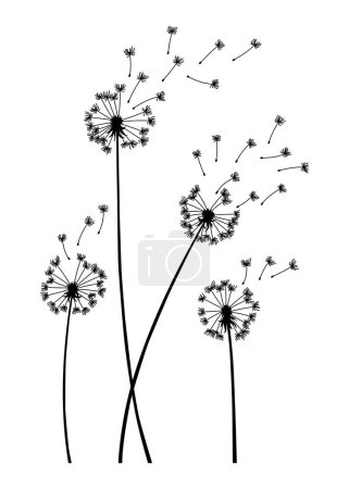 Illustration for Dandelion wind blow background. Black silhouette with flying dandelion buds on white. Abstract flying seeds. Decorative graphics for printing. Floral scene design. - Royalty Free Image