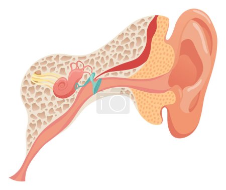 Illustration for Human ear anatomy, structure anatomical diagram. Outer, middle and inner ear section concept. Eardrum, cochlea, eustachian tube and vestibular apparatus. Flat vector illustration for education. - Royalty Free Image