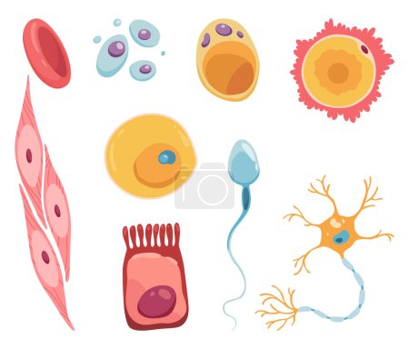 Illustration for Different human cell types icon set. Medicine and biology illustrative symbol. Health, anatomy and science. Biology vector isolated on white background. - Royalty Free Image