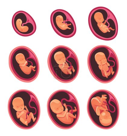 Ilustración de Crecimiento de la etapa del mes embrionario, iconos de infografía plana del vector de desarrollo fetal. Ilustración médica del ciclo fetal de 1 a 9 meses hasta el nacimiento. - Imagen libre de derechos