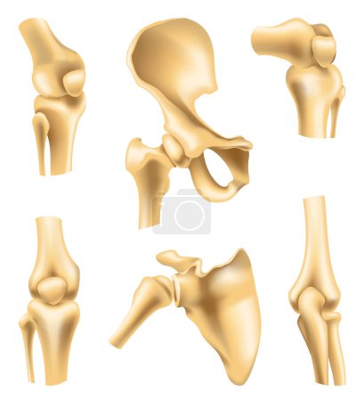 Illustration for Human joints vector icons for orthopedics and surgery medical design. Vector isolated icons of leg knee or arm and hand joints with cartilage synovial fluid for orthopedics treatment medicine. - Royalty Free Image