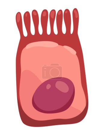 Illustration for Human cell type icon. Medicine and biology illustrative symbol. Health, anatomy and science. Biology vector isolated on white background. - Royalty Free Image