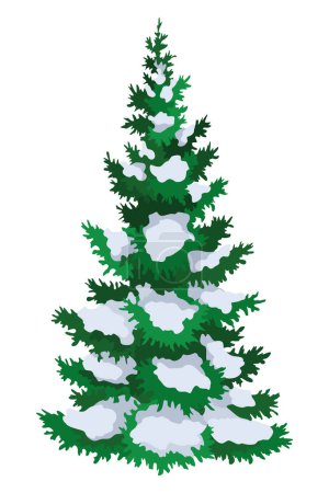 Fir tree with snow. Winter snow-covered spruce. Green fluffy pine isolated on white background.