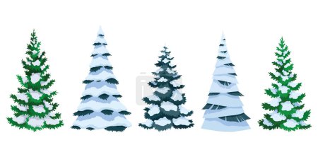 Fir trees with snow collection. Winter snow-covered spruces set. Green fluffy pines isolated on white background.