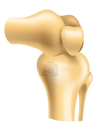 Menschliche Gelenkvektorsymbole für Orthopädie und Chirurgie medizinisches Design. Vektor isolierte Ikone der Knie- oder Arm- und Handgelenke mit Knorpel Synovialflüssigkeit für orthopädische Behandlung Medizin.