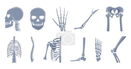 Illustration for Human bones orthopedic and skeleton icon set, bone x-ray image of human joints, anatomy skeleton flat design vector illustration. - Royalty Free Image