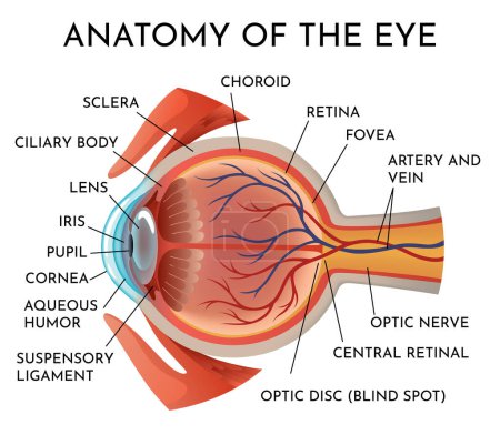 Anatomy of eye. Human organ structure infographics, side view. Muscles of human eye. Detailed illustration isolated on white background.
