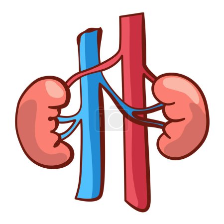 Internal human body organ - kidneys, info poster. Medical anatomy infographic element. Medicine concept, healthcare. Vector illustration.