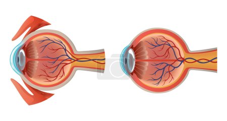 Anatomy of eye set. Human organ structure infographics, side view. Muscles of human eye. Detailed illustration isolated on white background.
