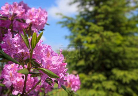 Foto de Hermoso Rhododendron floreciente en el parque en la primavera - Imagen libre de derechos