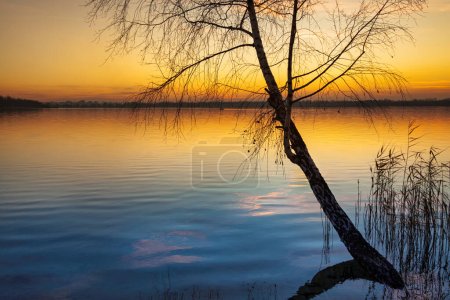 Foto de Un abedul inclinado en la orilla de un lago al atardecer - Imagen libre de derechos