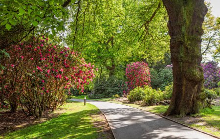 Téléchargez les photos : Belle allée de fleurs dans le parc verdoyant printemps - en image libre de droit