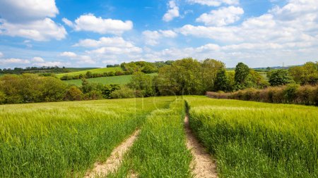 Téléchargez les photos : Paysage agricole verdoyant panoramique au printemps - en image libre de droit
