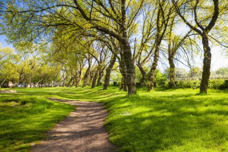 Téléchargez les photos : Parc vert de la ville avec des arbres et un sentier inclinés - en image libre de droit