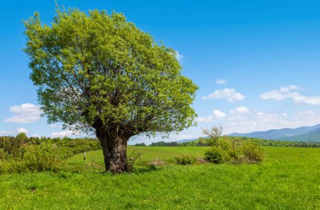 Photo for Old willow tree growing on a green meadow in the mountains - Royalty Free Image