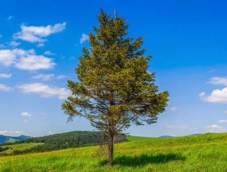 Photo for Spruce tree on the hills eco environment - Royalty Free Image