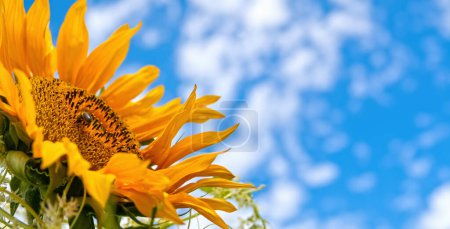 Photo for Sunflower on bright summer day on blue sky - Royalty Free Image
