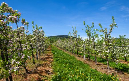 Photo for Green grass way in blooming fruit orchard against mountains and blue sky - Royalty Free Image
