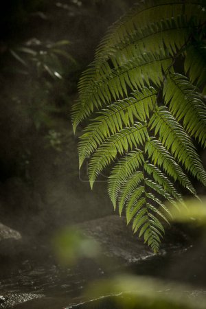 Téléchargez les photos : Fragment vue de belle brume verte jungle tropicale - en image libre de droit