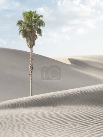 Photo for View of nice sands dunes and palm  at Sands Dunes National Park - Royalty Free Image