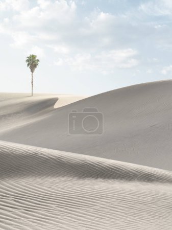 Téléchargez les photos : Vue sur les belles dunes de sable et le palmier au parc national des dunes de Sands - en image libre de droit