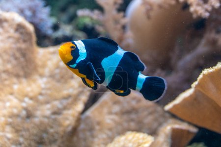 Photo pour Clownfish noir et blanc (percula clownfish, clown anémone, anémone) - image libre de droit