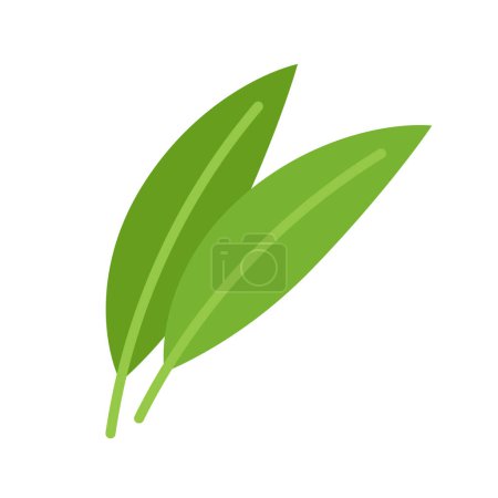 Illustration for Green leaf of Willow, isolated on a white background. Medicinal plant leave. Vector Illustration. - Royalty Free Image