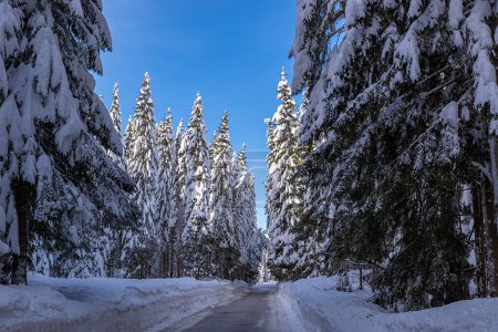Téléchargez les photos : Winter landscape photo of tall trees completely covered with snow along the road to Pokljuka with blue sky, Julian Alps, Slovenia. - en image libre de droit