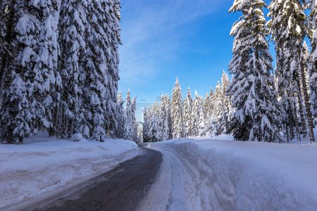 Photo for Winter landscape photo of tall trees completely covered with snow along the road to Pokljuka with blue sky, Julian Alps, Slovenia. - Royalty Free Image