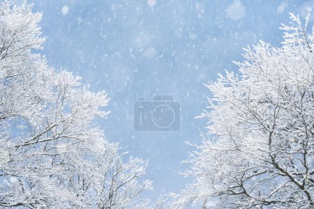 Photo for Winter background with double side border tree branches in hoarfrost - Royalty Free Image