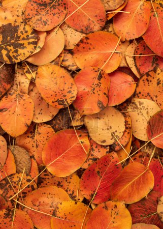 Foto de Fondo de follaje de otoño vibrante - Imagen libre de derechos