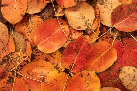 Foto de Textura de hojas caídas para diseños de otoño - Imagen libre de derechos