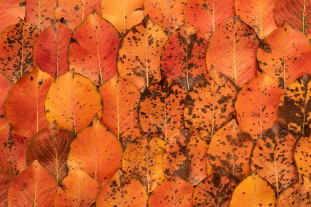 Foto de Patrón de hojas caídas de otoño - Imagen libre de derechos