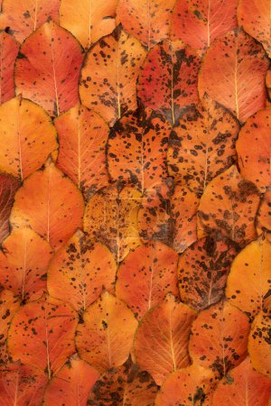 Téléchargez les photos : Texture d'automne avec motif de feuillage d'automne - en image libre de droit