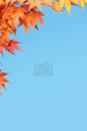 Téléchargez les photos : Arrière-plan d'automne avec Maple Branch Against the Blue Sky - en image libre de droit