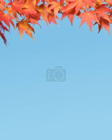 Téléchargez les photos : Feuilles d'érable d'automne Branche sur fond de ciel bleu - en image libre de droit