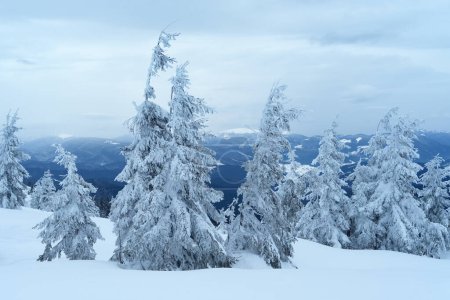 Téléchargez les photos : Paysage hivernal enneigé avec sapins dans les montagnes - en image libre de droit