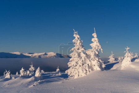 Téléchargez les photos : Paysage hivernal ensoleillé avec des sapins enneigés dans les montagnes - en image libre de droit