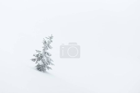 Foto de Fondo de invierno con un pequeño abeto solitario en la nieve - Imagen libre de derechos
