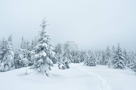 Téléchargez les photos : Paysage hivernal avec une forêt d'épinettes enneigée et un sentier dans les montagnes - en image libre de droit