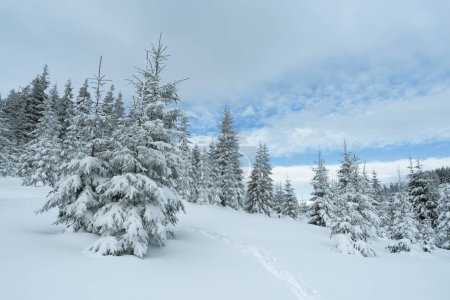 Téléchargez les photos : Sapins couverts de neige un jour d'hiver - en image libre de droit