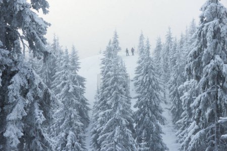 Téléchargez les photos : Deux hommes randonneurs debout sur une colline dans une forêt de montagne enneigée lors d'une chute de neige - en image libre de droit