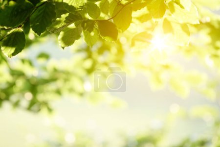 Photo for Spring Background With Green Foliage on a Blurred Background With Copy Space - Royalty Free Image