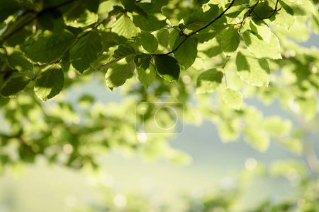 Téléchargez les photos : Nature Arrière-plan avec feuillage vert Comprend un espace de copie - en image libre de droit